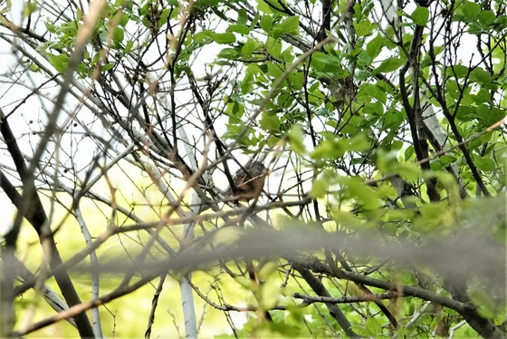 手前の小枝が邪魔でピントがどうしても合いませんでした。この鳥は何？